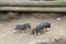 Several pot bellied pig