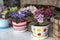Several pots with beautiful multicolored blooming home violets