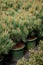 Several pots of small pine trees on tree nursery farm