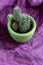 Several processes of a perennial cactus Mammillaria Prolifera in a small decorative green mug on a purple napkin. Mammillaria