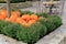 Several pumpkins resting in bed of Fall mums