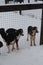 Several puppies of Alaskan Husky littermates stand in snow in winter behind fence of kennel. Blue-eyed puppies of mixed