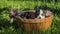 Several puppies in a wooden basket on a green lawn