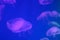 Several purple jellyfish close-up on a blue background in lighting. Copy space