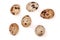 Several quail eggs on white background. Top view
