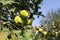 Several quince fruits on a branch in the garden.