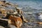 Several randomly stacked stones against the background of sea water.. Black Sea, Supseh, Anapa, Krasnodar region, Russia