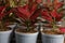 Several red aglonema plants in white pots