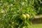 Several red apple on a tree branch. Ripening apple in the garden. Harvest time