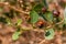 Several red and black ladybugs on a wild caper plant at Ein Gedi