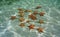 Several red cushion starfish underwater sea