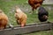 Several red, farm chickens eating some corn in the countryside. Farming and Pet Concept