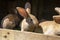 Several red-haired breeding rabbits standing in a wooden cage.