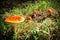 Several red mushrooms fungi