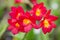 Several red orchid flowers