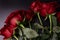 Several red roses from a bouquet on a dark background. depicted from a lower angle