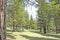 Several redwood trees in full nature a sunny day of blue sky