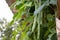 Several ripe curly bean pods in a summer vegetable garden