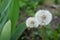 Several ripened dandelion flowers. Very common wildflowers