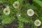 Several ripened dandelion flowers. Very common wildflowers