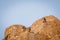 Several Rock hyraxes basking in the sun.