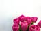 Several rose tulips on white background