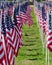 Several rows of beautiful national flags of the United States of America line a field.