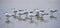 Several Royal Terns (Thalasseus maximus) on a beach