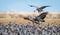 Several Sandhill Cranes landing in a flock during the annual migration in Colorado