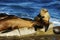 Several sea lions portrait at seashore on a bright sunny day