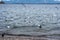 Several seagulls flying on the lake with movement blur