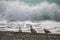 Several seagulls in front of the beach