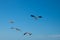 Several seagulls in the sky with a deep blue sky visible.