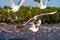 Several seagulls spread wings to fly.