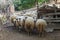 Several sheep in the barn