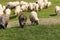 Several sheep feed on grass in the meadow
