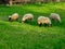 Several sheep graze in a pasture