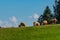Several sheep graze on a small mountain top