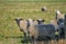 Several sheep on green field looking to camera of photographer