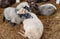 Several sheep are resting in a stable on a farm