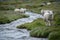 Several sheep walking along a stream, in the style of delicate Icelandic landscapes