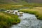 Several sheep walking along a stream, in the style of delicate Icelandic landscapes