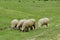 Several sheeps pasture in the meadow