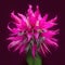 Several shots of a closeup of a magenta petalled bee balm in bloom. Trendy color of 2023 Viva Magenta.. AI generation
