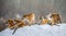 Several siberian tigers on a snowy hill against the background of winter trees. China. Harbin. Mudanjiang province.