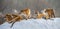 Several siberian tigers on a snowy hill against the background of winter trees. China. Harbin. Mudanjiang province.