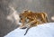 Several siberian tigers on a snowy hill against the background of winter trees. China. Harbin. Mudanjiang province.