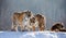 Several siberian tigers on a snowy hill against the background of winter trees. China. Harbin. Mudanjiang province.