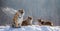 Several siberian tigers on a snowy hill against the background of winter trees. China. Harbin. Mudanjiang province.