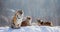 Several siberian tigers on a snowy hill against the background of winter trees. China. Harbin. Mudanjiang province.